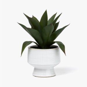 Aloe in Footed Ceramic Pot