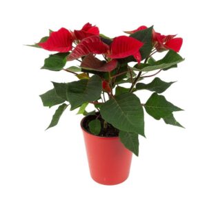Red Festive Poinsettia Euphorbia Pulcherrima in Pot
